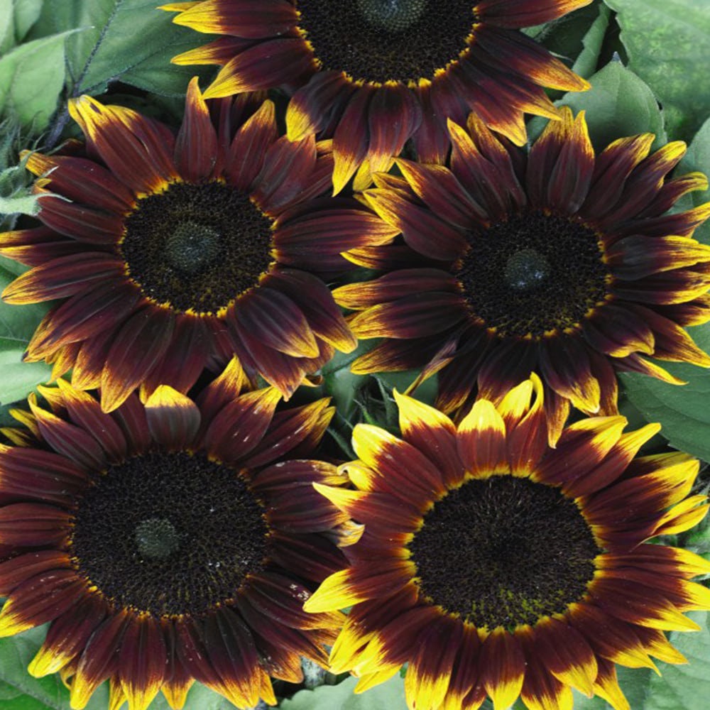 15 Sunflower Sun Flower Seeds BW97800-36 - Etsy Canada