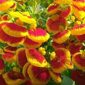10 Rare Slipper Flower Fascination Flower Seeds EW91001-7