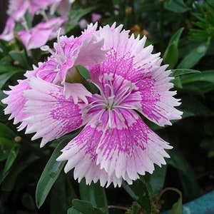 20 Dianthus chinensis Flower Seeds DW91003-13