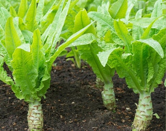 コレクション SAYURAN 300 Chinese Stem Lettuce Seeds AW98281 - Etsy