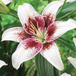 2 Rose Lily Flower Bulbs F5213-63