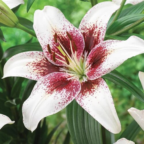 2 Rose Lily Flower Bulbs F5213-63