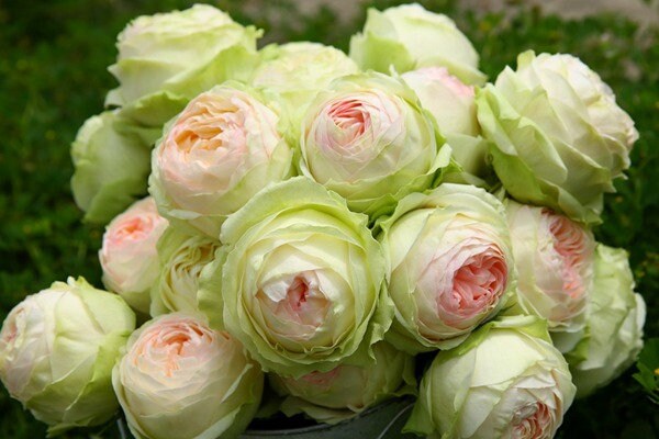 rose♡ Rose Elegance™ Premium Long Stem Pink Roses | 1800Flowers.com