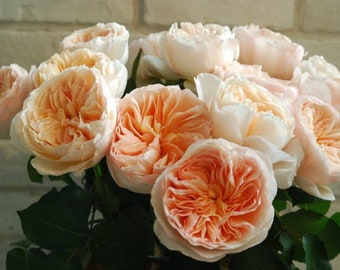 10 semillas de flores de rosa rosa BW97001-93