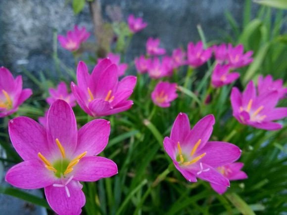 2 Rain Lily Bulbs TW91030-30 - Etsy