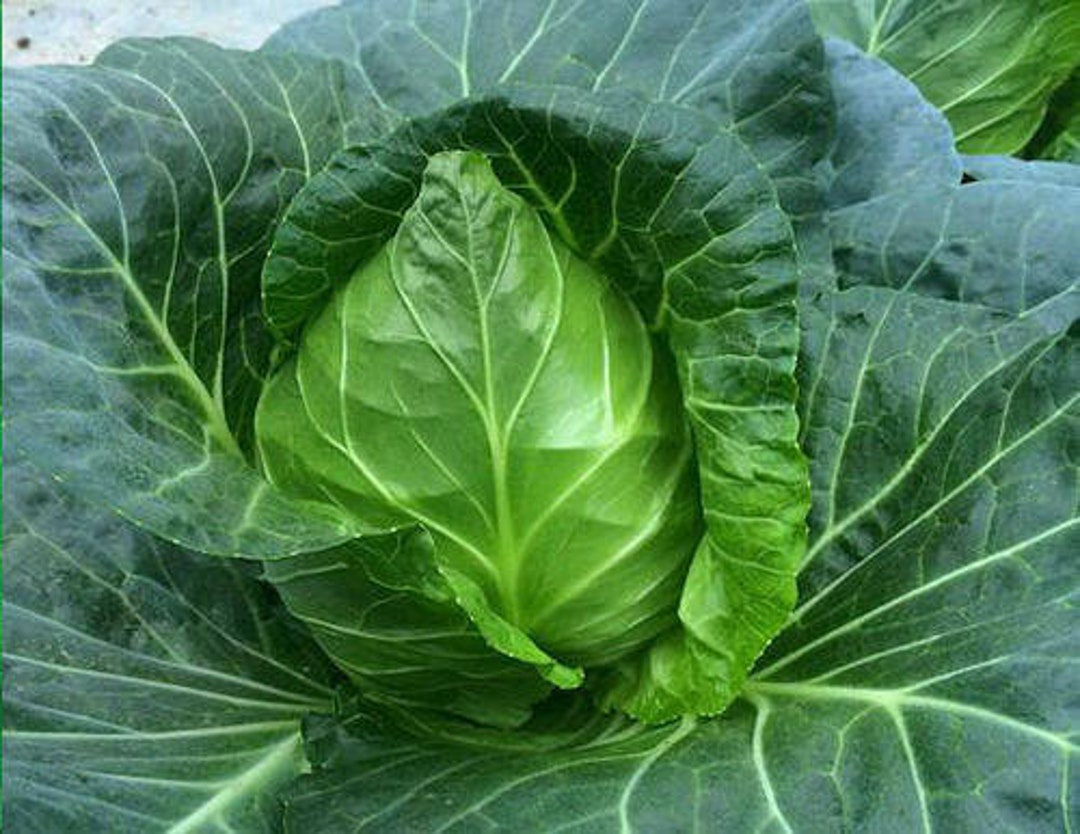 100 Sweetheart Cabbage Seeds AW95336 Etsy
