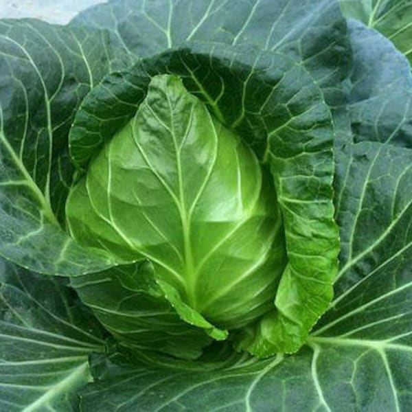 100 Sweetheart Cabbage Seeds AW95336