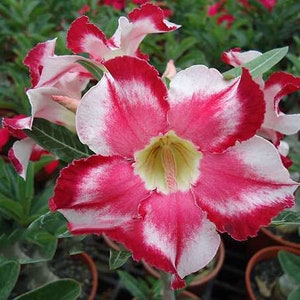 5 Rare Desert Rose Flowers Seeds FW95227-66