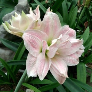 2 Amaryllis Vittata Bulbs FW95210-70