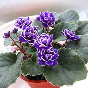 50 African Violet Flowers Seeds BW9081-6