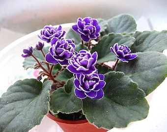 May include: A close-up of a purple African violet plant with multiple blooms. The plant is in a small terracotta pot and has green leaves.