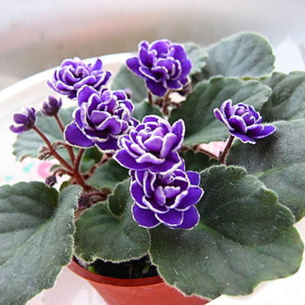 50 African Violet Flowers Seeds BW9081-6