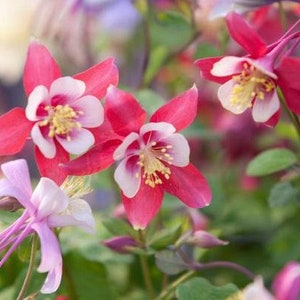 May include: Close-up of pink and white columbine flowers with red accents. The flowers have a delicate, bell-shaped appearance and are blooming in a garden setting.
