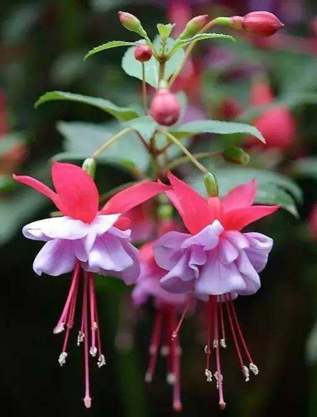 50 Fuchsia Flower Seeds FW9522650 Etsy