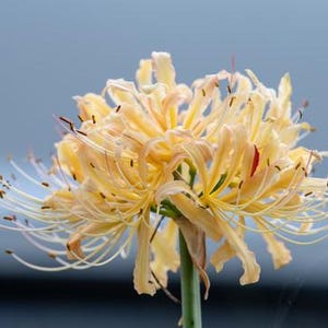 2 Lycoris radiata Bulbs FW95218-907