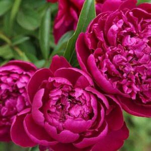 5 Peony Flower Seeds BW91101