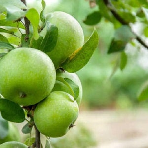 10 Apple Tree Seeds HW94004