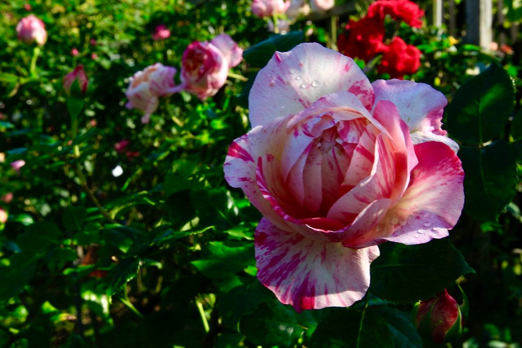 ROSE❣️ 10 ROSE Rosa Flower Seeds BW97001-461 - Etsy