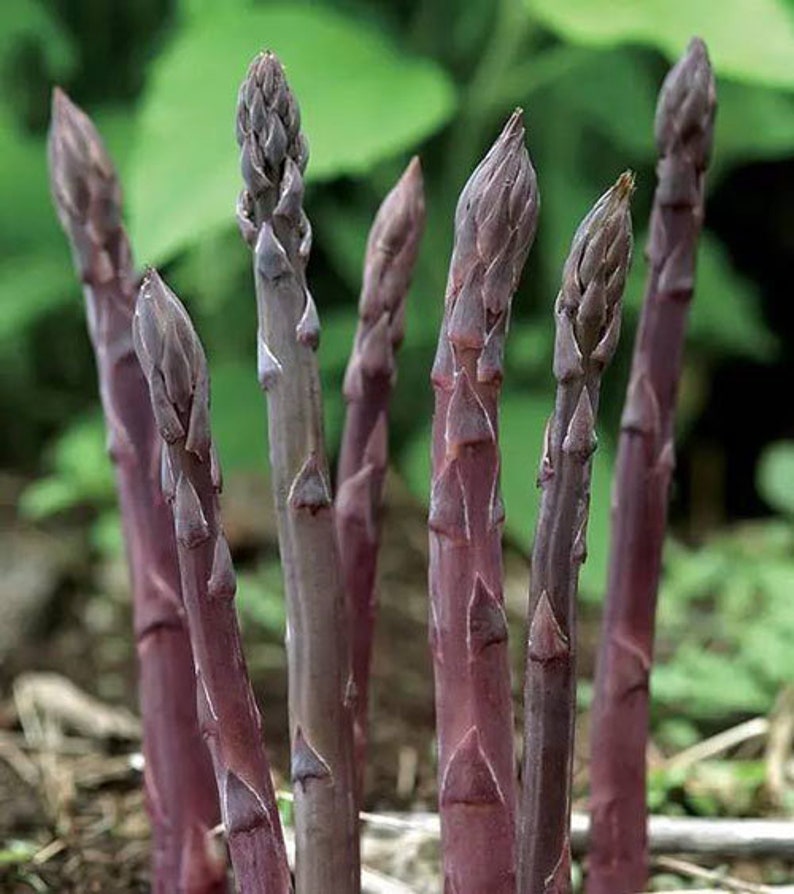 10 Purple Mary Washington Asparagus Seeds TW91010 image 3