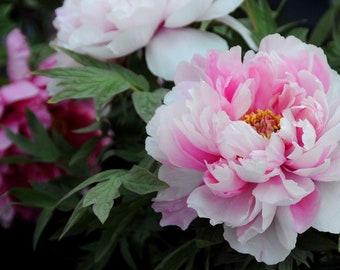 5 Peony Flower Seeds BW95000-7