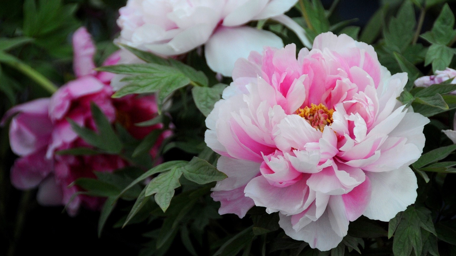 5 Peony Flower Seeds BW95000-7 - Etsy