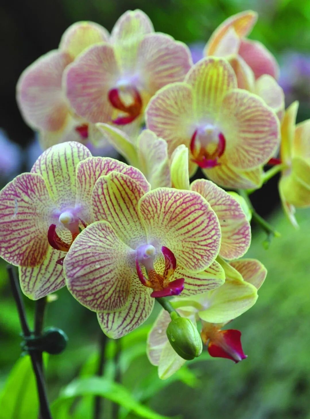 洋蘭 ORCHID FLOWERS 洋蘭(orchid) / Cypripedium