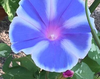 May include: A blue and white morning glory flower with a pink center. The flower is in bloom and has a delicate, ruffled appearance.