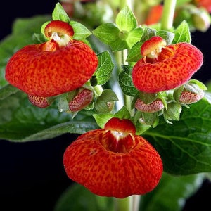 10 Rare Slipper Flower Fascination Flower Seeds EW91001-24