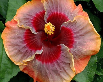HIBISCUS MUTABILIS - IBISCO CAMBIA COLORE, 20 SEMI Con OMAGGIO - Foto 4