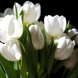 5 Tulip Bulb Seeds HW93039