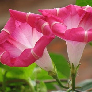 10 Tall Morning Glory Seeds Mix Colors BW91032