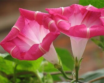 10 Tall Morning Glory Seeds Mix Colors BW91032