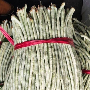 May include: A bundle of long, thin, green beans tied together with a red rubber band. The beans are stacked neatly and are ready to be sold.