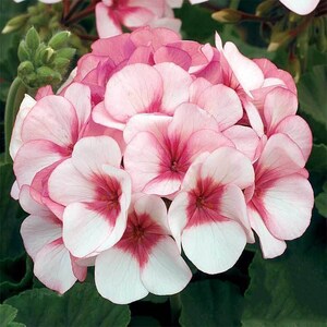 30 Geranium Seeds Pelargonium Seeds HW96205-21