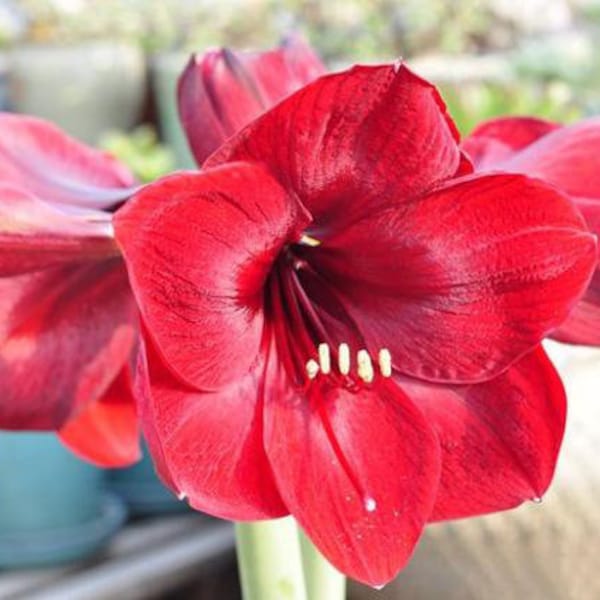 2 Amaryllis Vittata Bulbs FW95210-83