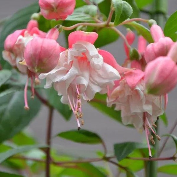 50 Fuchsia Flower Seeds FW95226-19