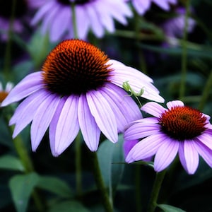 30 Echinacea Purpurea Flower Seeds  BW91023
