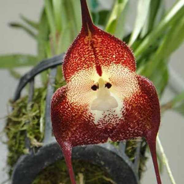 20 Orchid Seeds Rare monkey face HW91017
