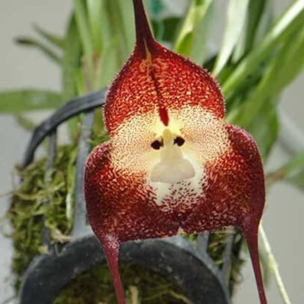 Monkey Face Orchid Etsy