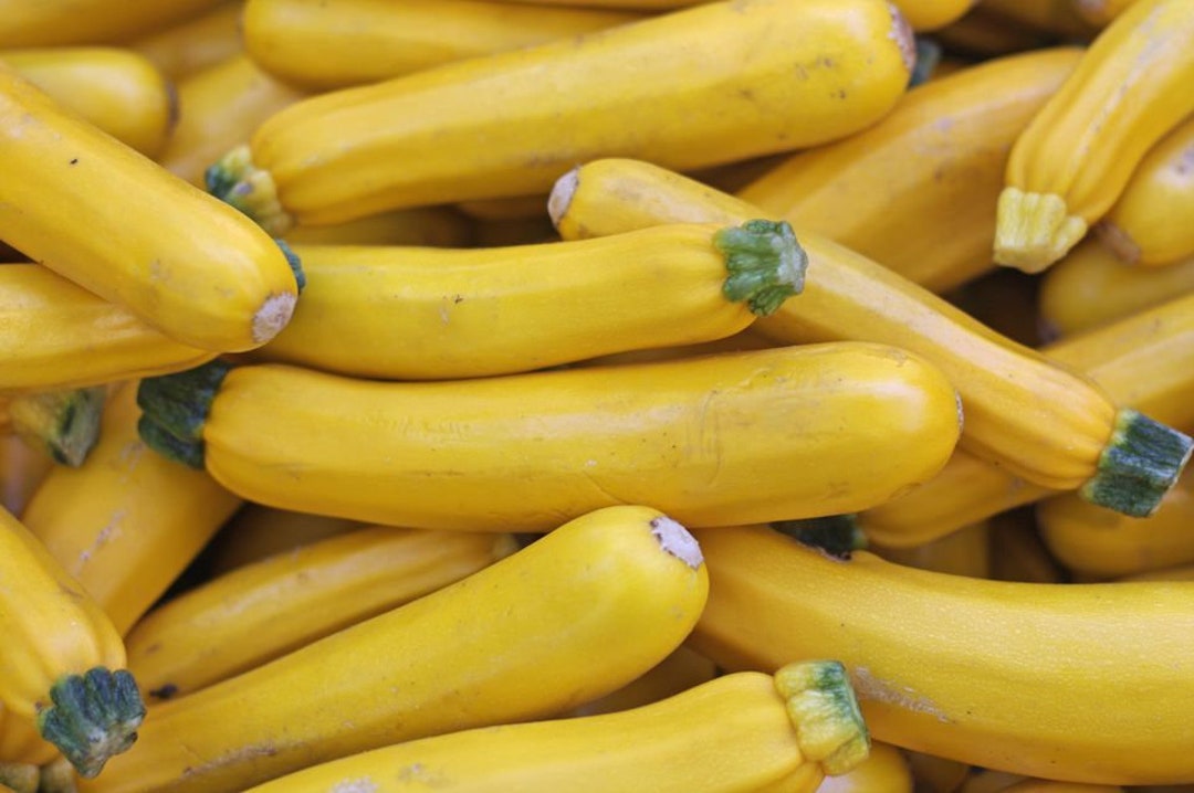 5 Golden Zucchini Yellow Courgette Vegetable Seeds VW91019 - Etsy