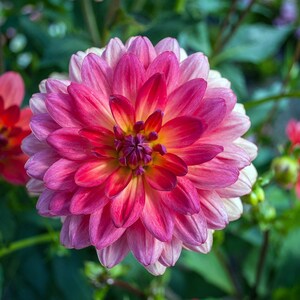 30 Dahlia Pompon Dahlia Tuber Seeds BW91059-400