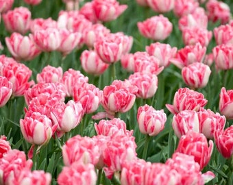 12# Tulip Seed Ukallaite 100Pcs Variety Tulip Seeds Beautiful Flower Home Garden Plant Bonsai Decoration 12# Tulip Seed Ukallaite 100Pcs Variety Tulip Seeds Beautiful Flower Home Garden Plant Bonsai Decoration