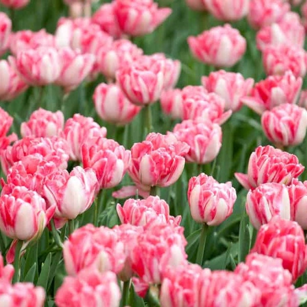 5 Unique Tulip Bulbs Flower Seeds HW91016