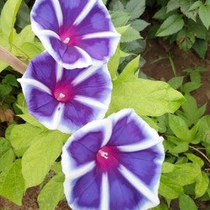 30 Dwarf Morning Glory Seeds Convolvulus Tricolor Minor Ensign BW91016-1