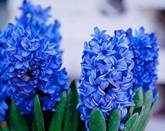 20 Blue Hyacinthus Seeds FW94020