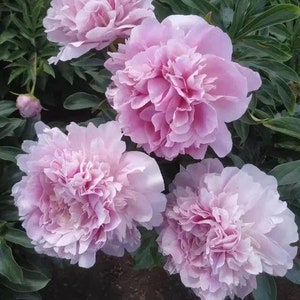 5 Pink Peony Flower Seeds BW95000-10