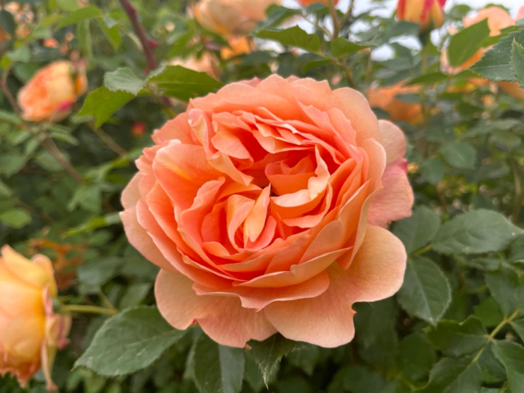 10 ROSE Rosa Flower Seeds BW97001-464 - Etsy