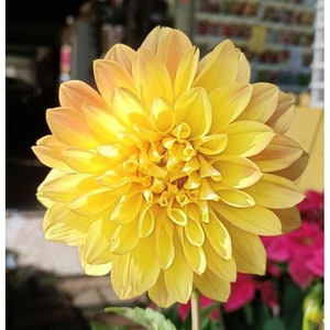 30 Dahlia Pompon Dahlia Tuber Seeds BW91059-7