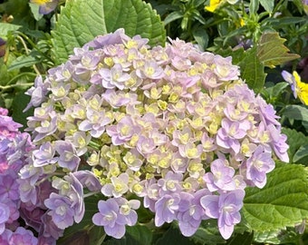 Puede incluir: Primer plano de un grupo de flores de hortensia de color lavanda pálido con centros amarillos. Las flores están en plena floración y están rodeadas de hojas verdes.