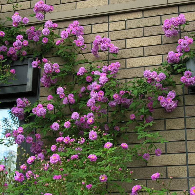 10 Purple CLIMBING ROSE Rosa Bush Seeds GW92002 - Etsy